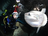 Barrufet, entre tiburones